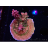 WYSIWYG- RAH Acropora Prinzessin