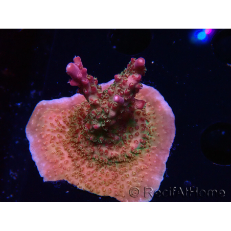 WYSIWYG- RAH Acropora Princess