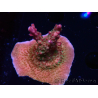 WYSIWYG- RAH Acropora Princess