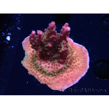 WYSIWYG- RAH Acropora Prinzessin