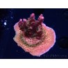 WYSIWYG- RAH Acropora Prinzessin