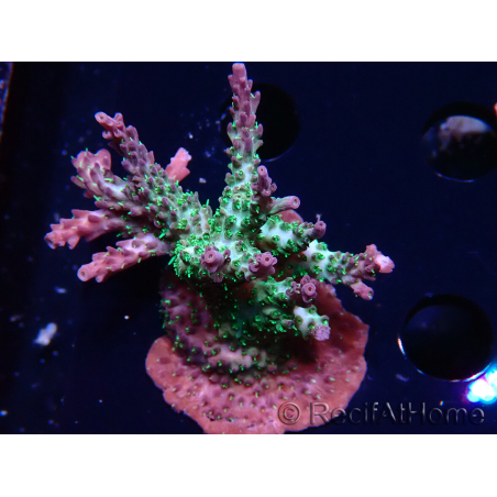 WYSIWYG- RAH Acropora Purple Haze 5B1