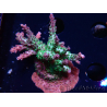 WYSIWYG- RAH Acropora Purple Haze