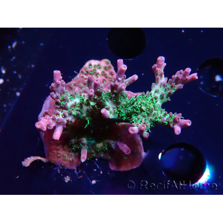 WYSIWYG- RAH Acropora Purple Haze
