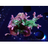WYSIWYG- RAH Acropora Purple Haze