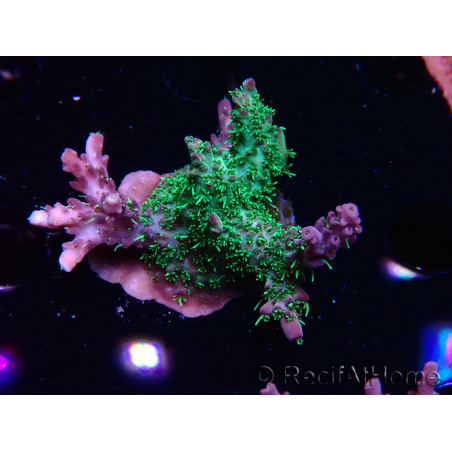 WYSIWYG- RAH Acropora Purple Haze
