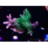 WYSIWYG- RAH Acropora Purple Haze