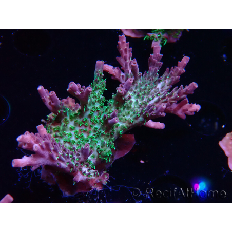 WYSIWYG- RAH Acropora Purple Haze