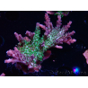WYSIWYG- RAH Acropora Purple Haze