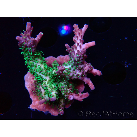 WYSIWYG- RAH Acropora Purple Haze