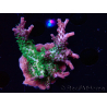 WYSIWYG- RAH Acropora Purple Haze