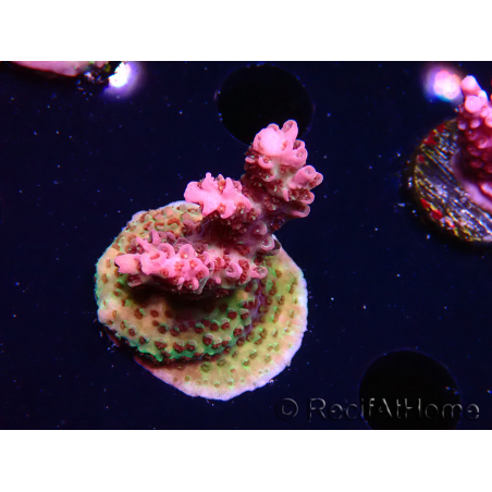 WYSIWYG RAH Acropora hyacinthus Pink Planet