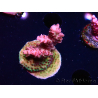 WYSIWYG RAH Acropora hyacinthus Pink Planet