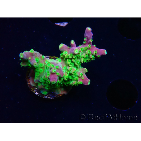 WYSIWYG MH Acropora natalensis