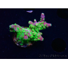 WYSIWYG MH Acropora natalensis