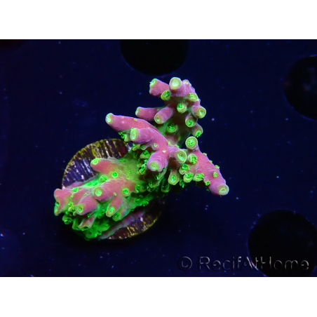 WYSIWYG MH Acropora natalensis