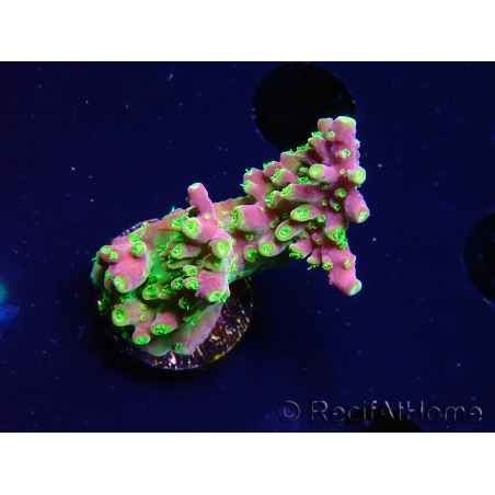 WYSIWYG MH Acropora natalensis