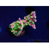 WYSIWYG MH Acropora natalensis