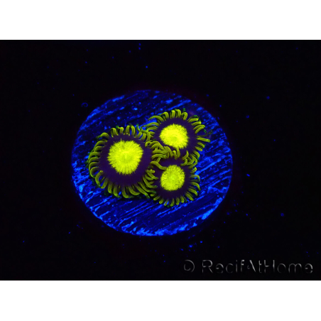 WYSIWYG - Zoanthus King Midas