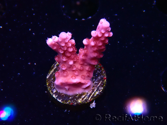 WYSIWYG RAH Acropora ballerina