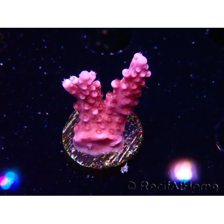 WYSIWYG RAH Acropora ballerina