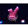 WYSIWYG RAH Acropora ballerina