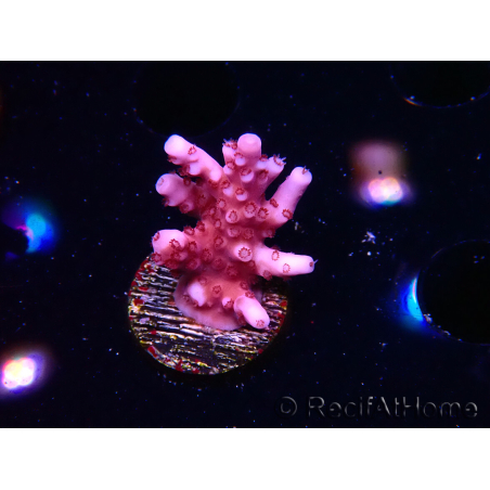 WYSIWYG RAH Acropora ballerina