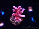 WYSIWYG RAH Acropora ballerina