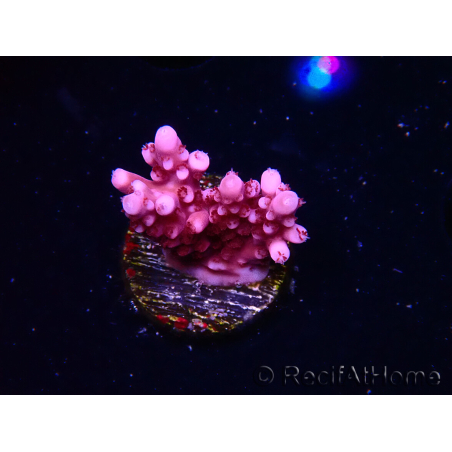 WYSIWYG RAH Acropora ballerina