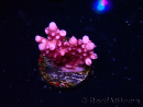 WYSIWYG RAH Acropora ballerina
