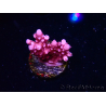 WYSIWYG RAH Acropora ballerina