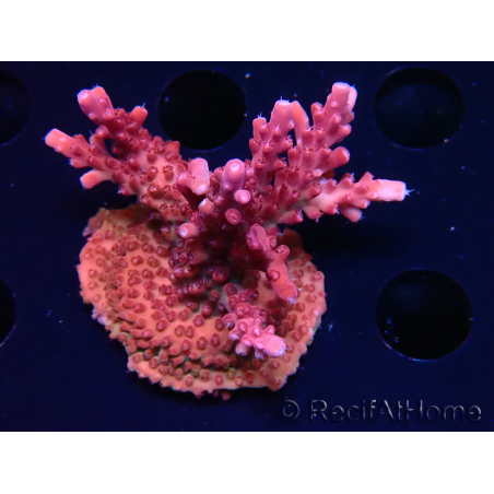 WYSIWYG Acropora millepora Pink