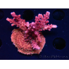 WYSIWYG Acropora millepora Pink