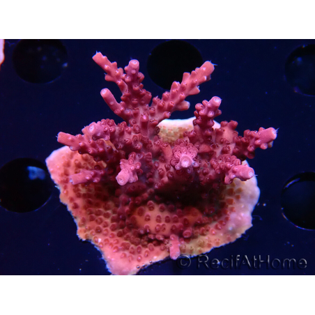 WYSIWYG Acropora