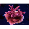 WYSIWYG Acropora