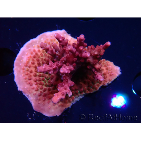 WYSIWYG Acropora sp Ultra