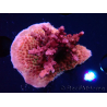 WYSIWYG Acropora sp Ultra