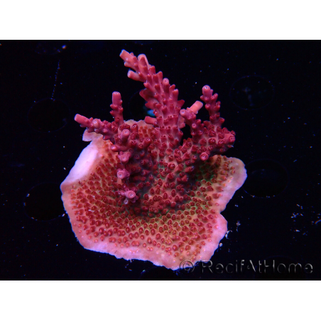 WYSIWYG RAH Acropora Ghost Town 5D4