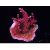 WYSIWYG Acropora sp Ultra