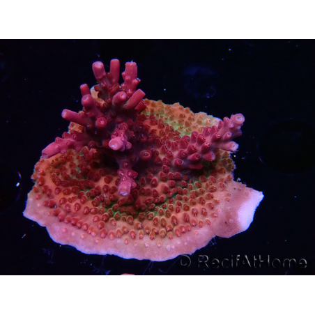 WYSIWYG Acropora sp Ultra