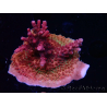 WYSIWYG Acropora sp Ultra