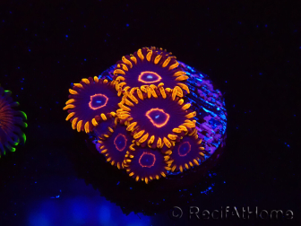 WYSIWYG - Zoanthus Red Hornet 2D1