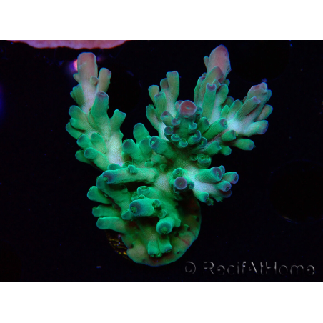 WYSIWYG RAH Acropora austera teal
