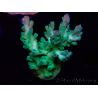 WYSIWYG RAH Acropora austera teal