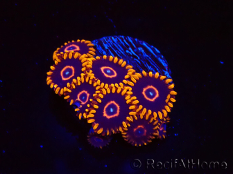 WYSIWYG - Zoanthus Red Hornet 2D5