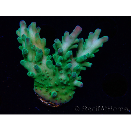 WYSIWYG RAH Acropora austera teal 5F7