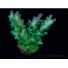 WYSIWYG RAH Acropora austera teal