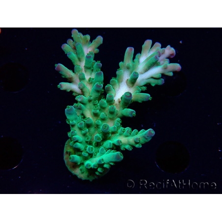 WYSIWYG RAH Acropora austera teal