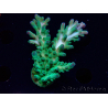 WYSIWYG RAH Acropora austera teal