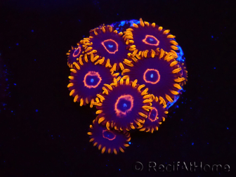 WYSIWYG - Zoanthus Red Hornet 2D9